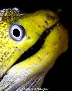Green Moray Eel portrait, taken at night in the Red Sea, ... by Michael Gallagher 